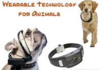 Wearable Technology Animals