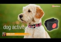 Pit Pat: dog activity tracker – The best of Wearable Technology Show 2016