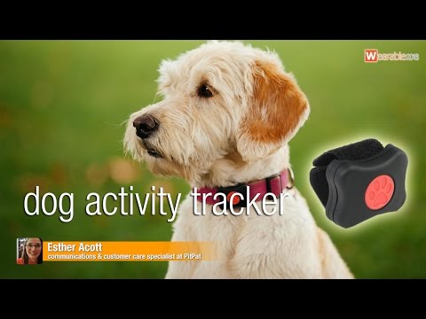 Pit Pat: dog activity tracker - The best of Wearable Technology Show 2016