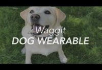 Waggit Smart Dog Health Wearable