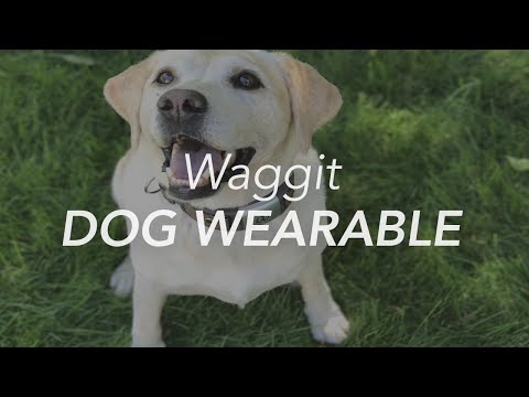 Waggit Smart Dog Health Wearable