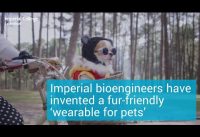 Fur-friendly ‘wearable for pets’ developed at Imperial