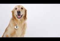 PAWSCAM | Smart, Wearable Camera for dogs