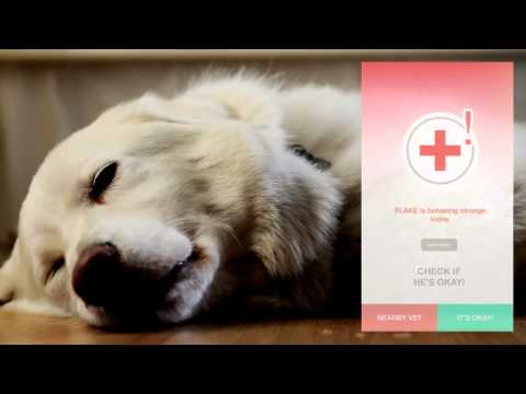 Lucky Tag - A smart wearable to keep track of your dog...